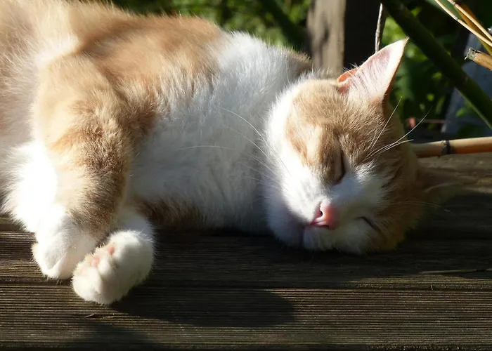 Maison De Charme Normande Avec Jardin Et Wifi - Fr-1-497-220 * Sainte-Opportune